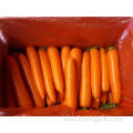 Beautiful Appearance Fresh Carrot In Good Quality